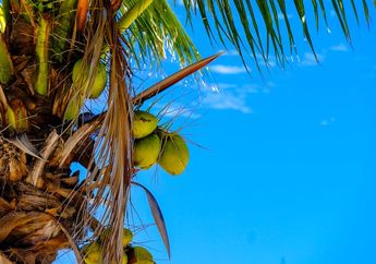 Buah Kelapa Dilarang Dibawa dalam Penerbangan, Apa Alasannya, ya?