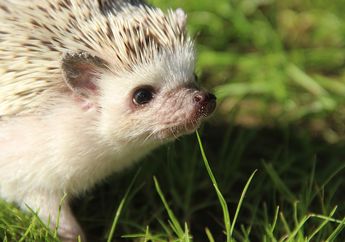Walau Keduanya disebut Landak, Ini Bedanya Hedgehog dan Porcupine
