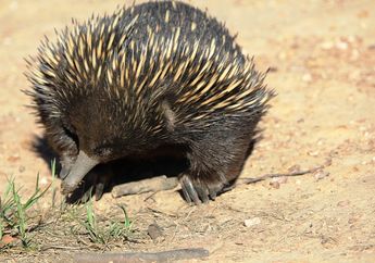 Echidna Termasuk Mamalia Meski Ia Bertelur, Kok Bisa Begitu, ya?