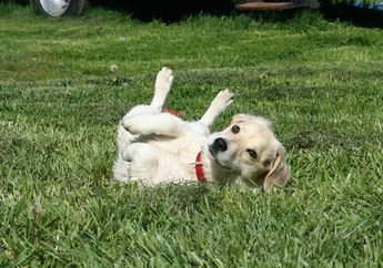 Anjing Suka Dielus Bagian Perut, Berbeda dengan Kucing, Kenapa, ya? #AkuBacaAkuTahu
