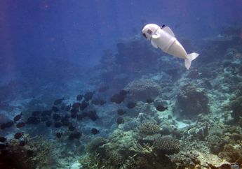 SoFi, Si Robot Ikan yang jadi Mata-Mata Ilmuwan di Bawah Laut