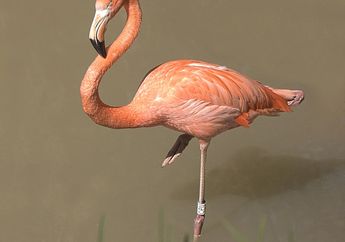 Kebiasaan Unik Flamingo Berdiri Satu Kaki, Ternyata Ini Alasannya