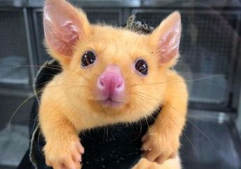 Posum Imut Berwarna Kuning di Australia Ini Mirip dengan Pikachu!