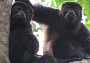 Warna Bulu Monyet Hitam di Kosta Rika Berubah Jadi Kuning, Kenapa, ya?