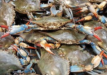Keduanya Punya Capit, Apa Bedanya Kepiting dan Rajungan, ya?