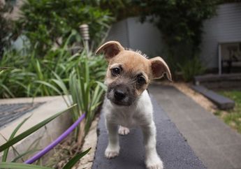 Kenapa Anjing Suka Memiringkan Kepalanya Saat Melihat Kita, ya?