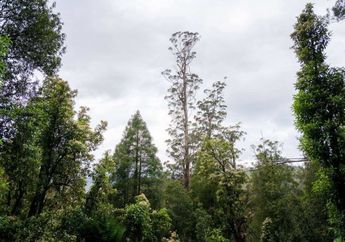 Pohon di Tasmania Jadi yang Tertinggi di Dunia, Berapa Tingginya?