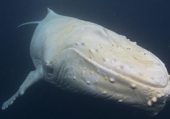 Yuk, Berkenalan dengan Migaloo, Paus Bungkuk Albino yang Langka