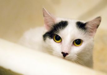 5 Kebiasaan Aneh Kucing yang Kadang Bikin Kesal, tapi Kadang Gemas Juga