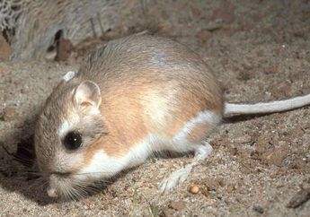 Tikus Kanguru yang Dikira Sudah Punah Ternyata Masih Ditemukan, lo!