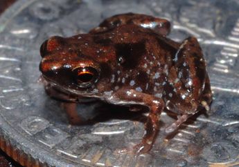 Katak dan Kodok Terkecil di Dunia, Salah Satunya Ada di Papua Nugini