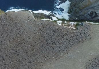 Hidup Tersembunyi Selama Ribuan Tahun, Bagaimana Penguin Adelie Bisa Bertahan?