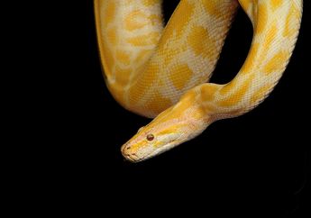 Ular Piton Kuning Sebenarnya Termasuk Spesies Ular Apa, ya?