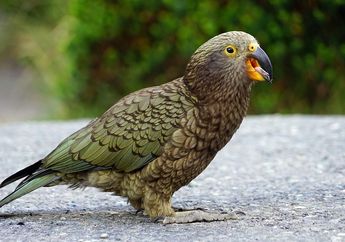 Tak Disangka, Hewan-Hewan Ini Ternyata Terancam Punah! Mulai dari Jerapah Hingga Burung Beo