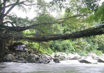 Jembatan Akar Bayang Sani, Terbuat dari Akar Pohon Ratusan Tahun