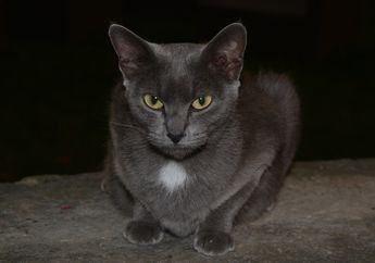 Kenapa Kucing Suka Bangun di Malam Hari? Apakah Ia Hewan Nokturnal?