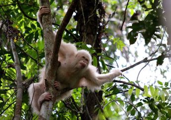 Wah, Alba si Orangutan Albino Sudah Kembali ke Alam Liar, lo!