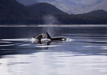 Keluarga Paus Orca Dipimpin oleh Neneknya, Apaa Saja Tugasnya?