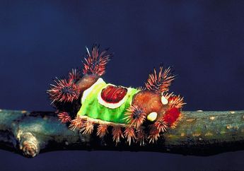 Unik! Ulat Bulu Bersadel Ini Mirip Pohon Natal Sekaligus Mirip Naga