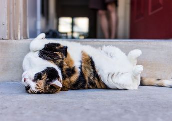 Kenapa Kucing Suka Berguling-guling di Tanah atau di Lantai?