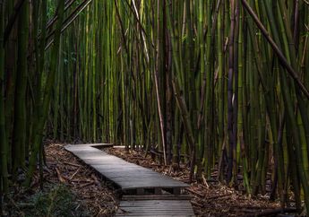Dongeng Anak: Putri dari Hutan Bambu