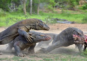 Komodo Bisa Melahap Satu Ekor Kambing Sekaligus, Bagaimana Mencernanya?