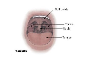 Mengenal Uvula, Anak Lidah yang Bergantung di Ujung Tenggorokan Kita