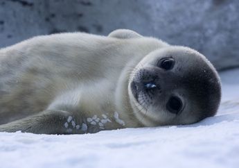 Dari Anjing Laut sampai Penguin, Ini Kisah Induk Hewan Hebat di Alam