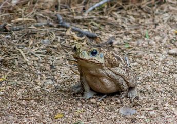 Wah, Katak-Katak Menumpang di Badan Ular Piton! Ada Apa, ya?