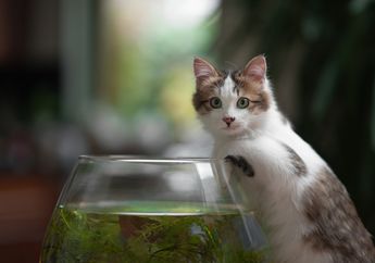 7 Hal yang Hanya Dimengerti Pemilik Kucing, Bagaimana dengan Kamu?