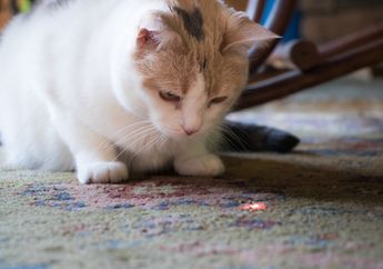 Kenapa Kucing Suka Mengejar Sinar Laser Seperti Mengejar Mangsa?
