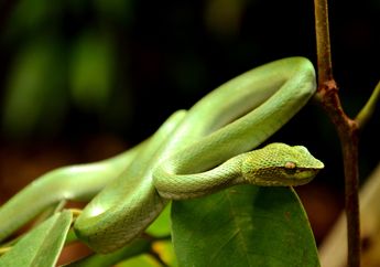 Banyak yang Tidak Suka, Ini Peran Ular dan Katak bagi Lingkungan