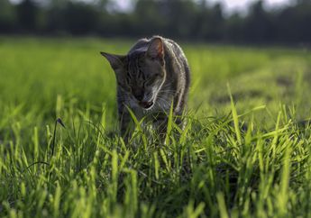 Kucing Muntah Bulu, Apakah Berbahaya bagi Kesehatannya?