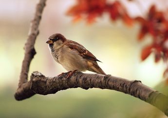 Peredaran Darah pada Burung Dilakukan dalam Dua Sistem, Seperti Apa Prosesnya?