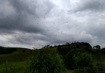 Banyak Laba-Laba di Langit Brasil, Apakah Terjadi Hujan Laba-Laba?