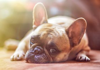Yuk, Perhatikan 12 Perilaku yang Menunjukkan Kalau Anjing Sedang Stres