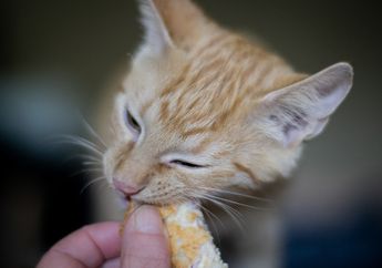 Hati-Hati, 6 Makanan Ini Bisa Membuat Kucing Kita Sakit, lo!