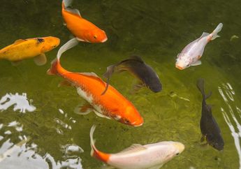 Bagaimana Tips Budidaya Ikan Mas Agar Menghasilkan Panen yang Melimpah?