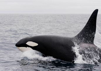 Antara Paus Biru dan Paus Orca, Manakah yang Lebih Pintar?