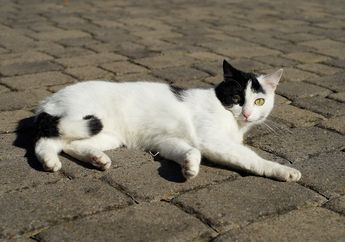 Mengapa Ada Kucing yang Punya Corak Tabby dan Ada yang Tidak, ya?
