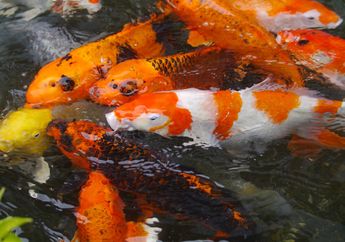 Inilah 5 Jenis Ikan Koi yang Sangat Populer, Kamu Suka yang Mana?