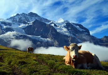 Bukan Hanya di film Fantastic Beasts, Grindelwald Juga Ada di Swiss!