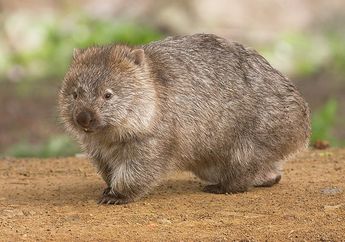 Wah, Wisatawan Pulau Ini Dilarang Memotret Wombat, Ada Apa, ya?