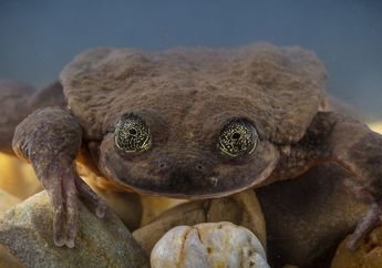 Romeo, Katak Paling Kesepian di Dunia Akhirnya Bertemu Juliet!
