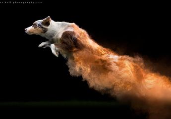 Wah, Anjing-anjing Ini Terlihat Seperti Superhero! Apa Rahasianya, ya?