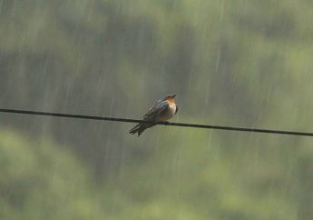 Apakah Burung Tetap Terbang Meski Sedang Hujan Deras? Ayo, Cari Tahu!