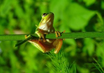Jika Katak Ingin Muntah, Ia Mengeluarkan Seluruh Organ di Perutnya!