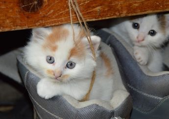 Meski Sepatu Kita Bau, Kucing Menyukainya! Kenapa Bisa Begitu, ya?