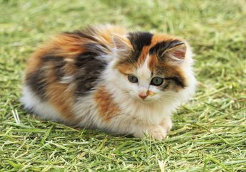 Mengapa Kucing Jantan Belang Tiga Sulit Ditemukan? #akubacaakutahu