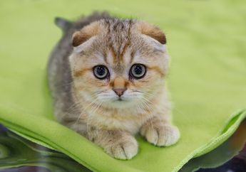 5 Fakta Unik Scottish Fold, Kucing Lucu yang Telinganya Terlipat ke Depan